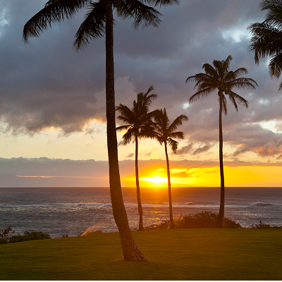 Palm trees along the rocky coastline at Napili Point at sunset in Maui, Hawaii.